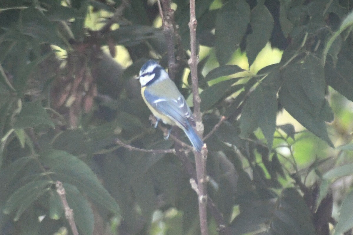 Eurasian Blue Tit - ML642098207