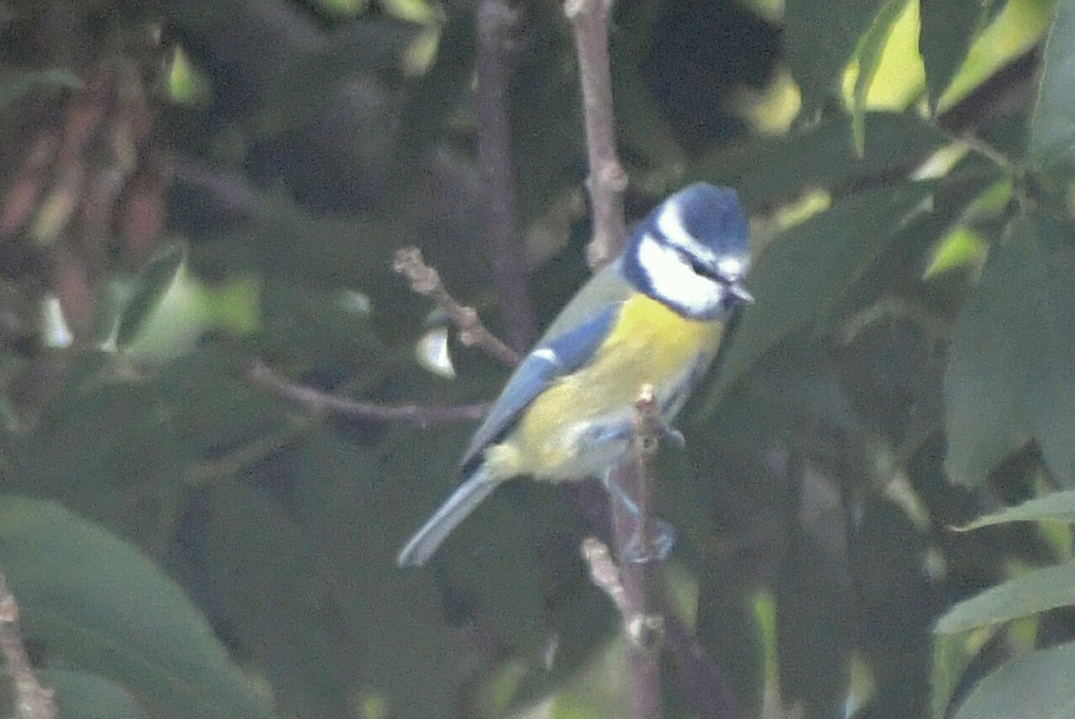 Eurasian Blue Tit - ML642098208