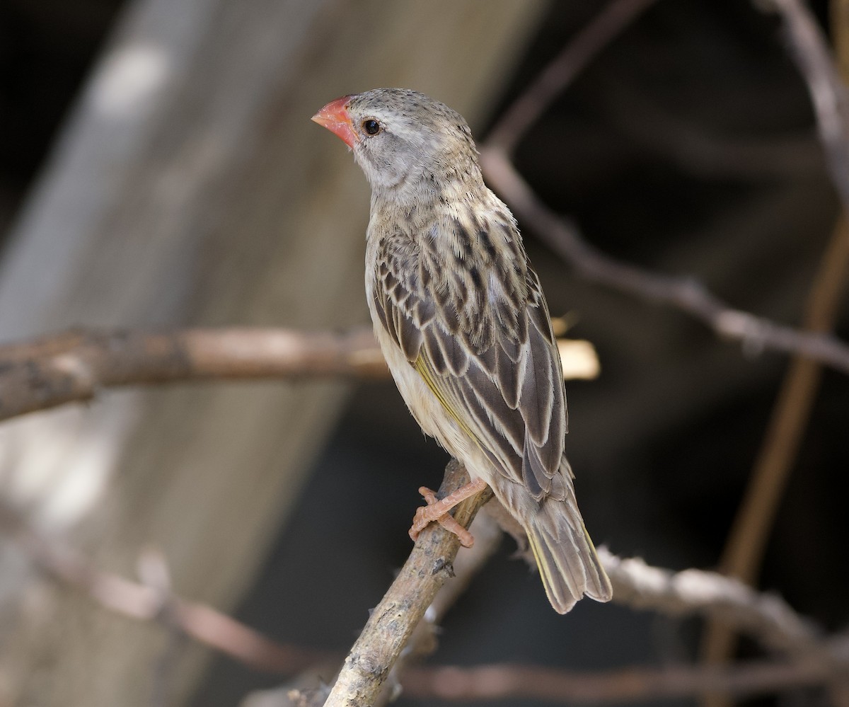 Red-billed Quelea - ML642098216
