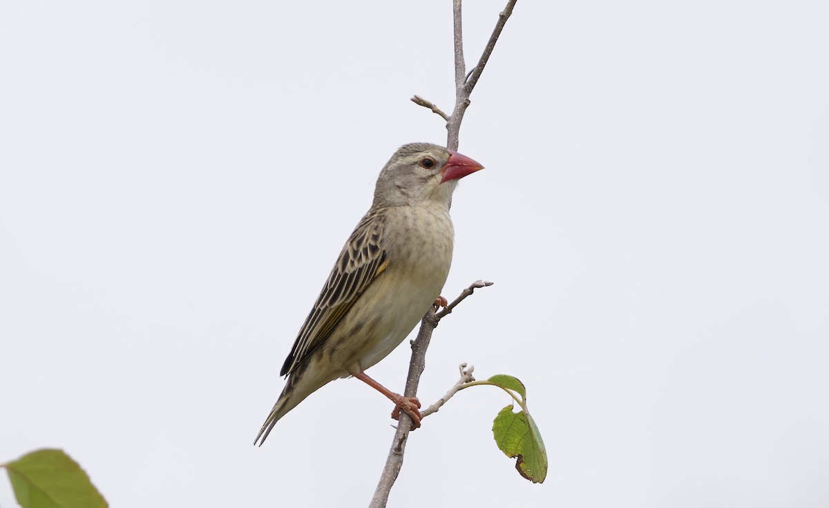 Red-billed Quelea - ML642098217