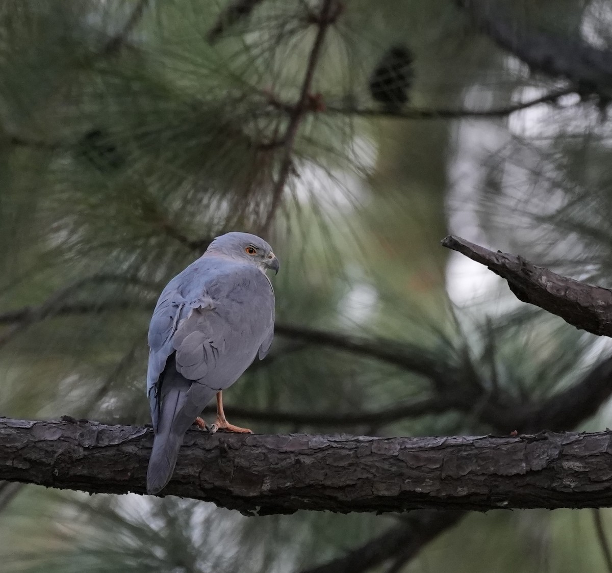 Fiji Goshawk - ML642098222