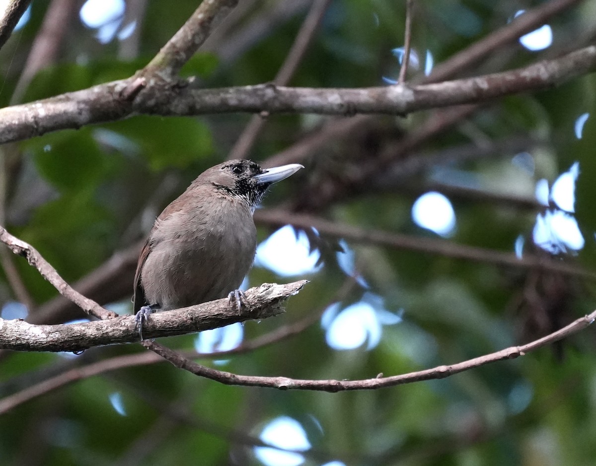 Black-throated Shrikebill - ML642098232