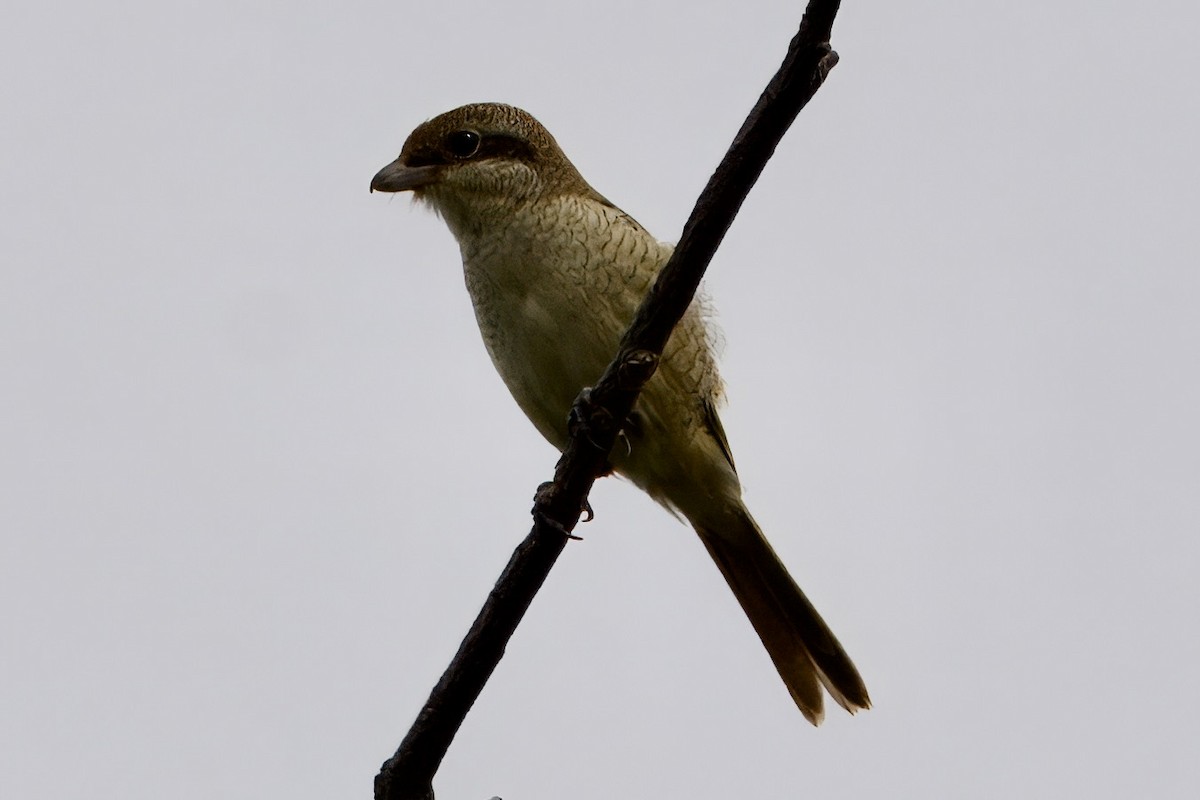 Brown Shrike - ML642098250