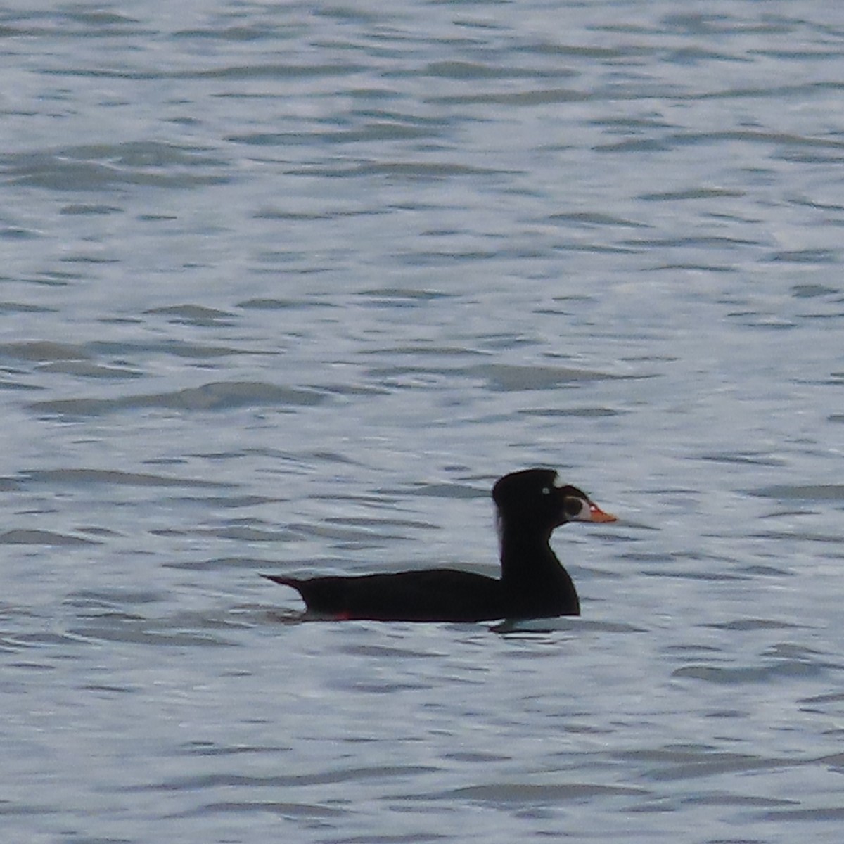 Surf Scoter - ML642098256