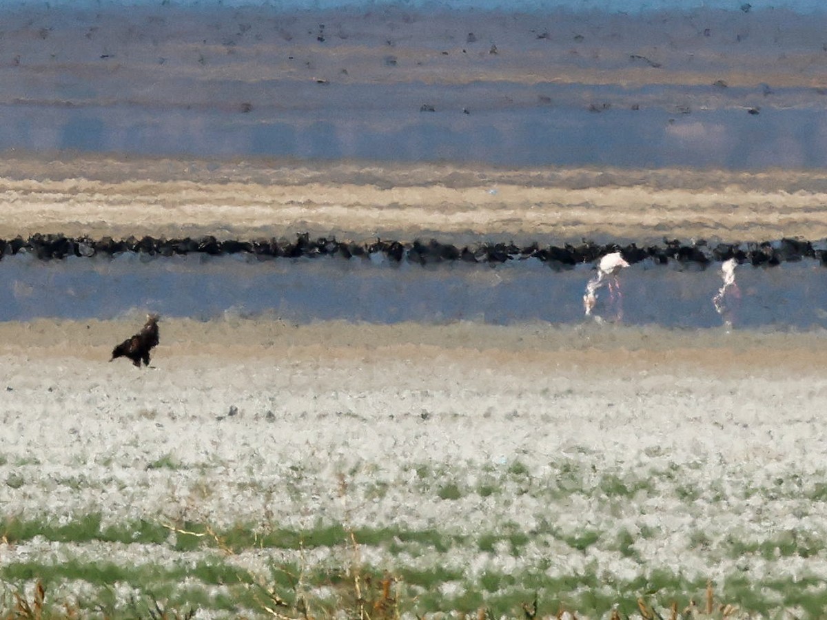 White-tailed Eagle - ML642098274