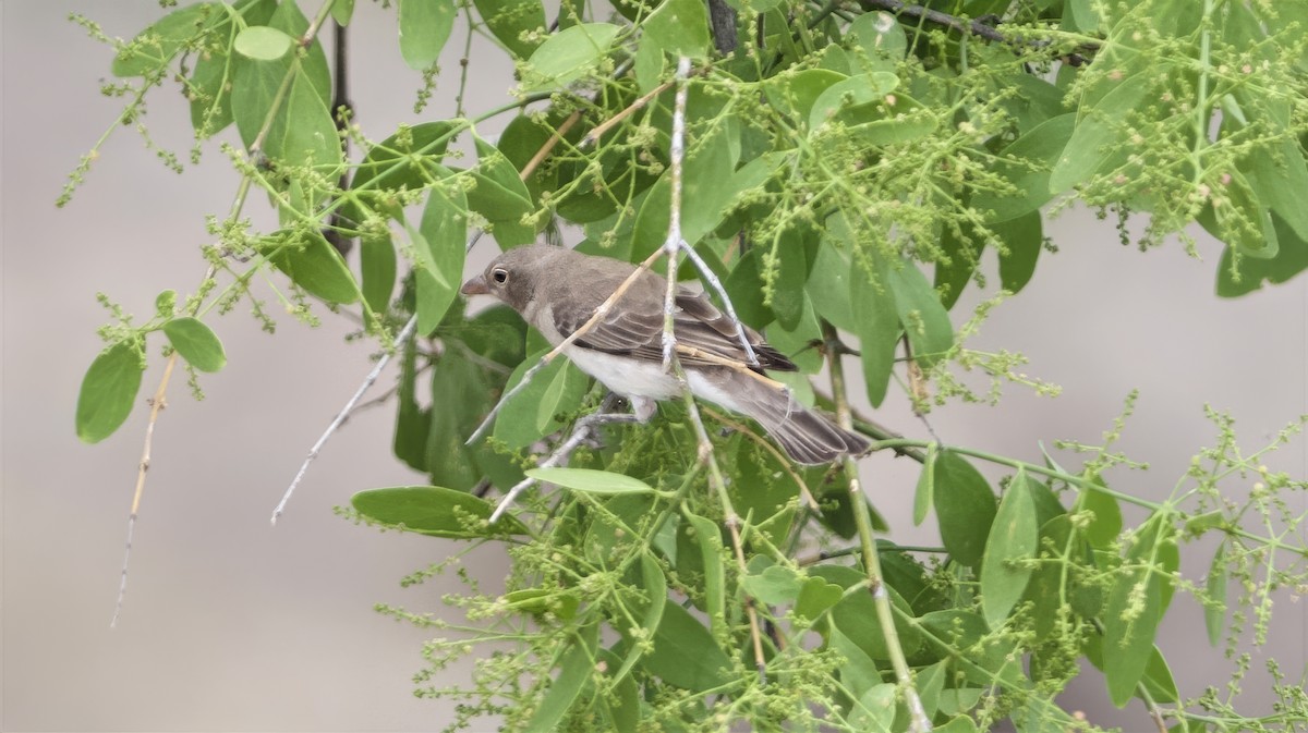Yellow-spotted Bush Sparrow - ML642098275