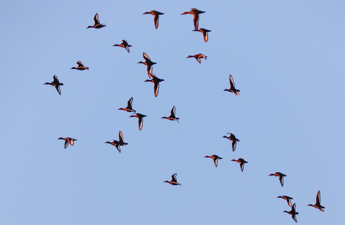 Ferruginous Duck - ML642098307
