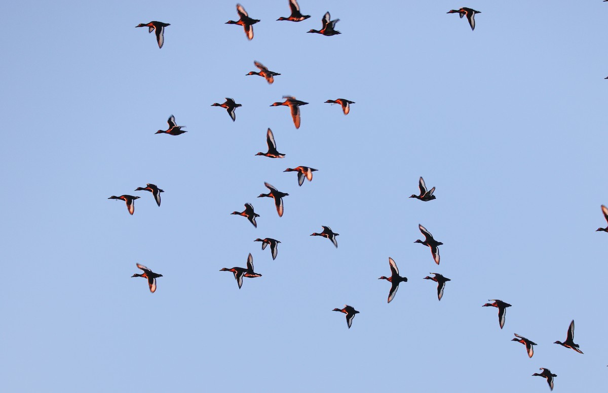 Ferruginous Duck - ML642098308