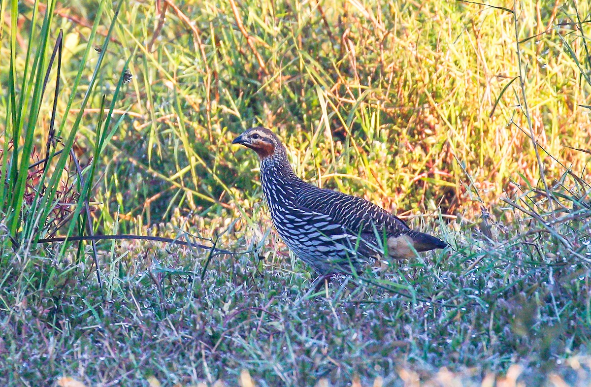 Swamp Francolin - ML642098324