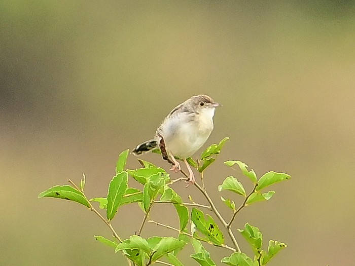 Ashy Cisticola - ML642098325