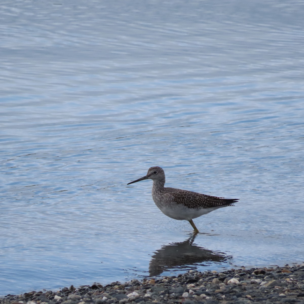 Greater Yellowlegs - ML642098326
