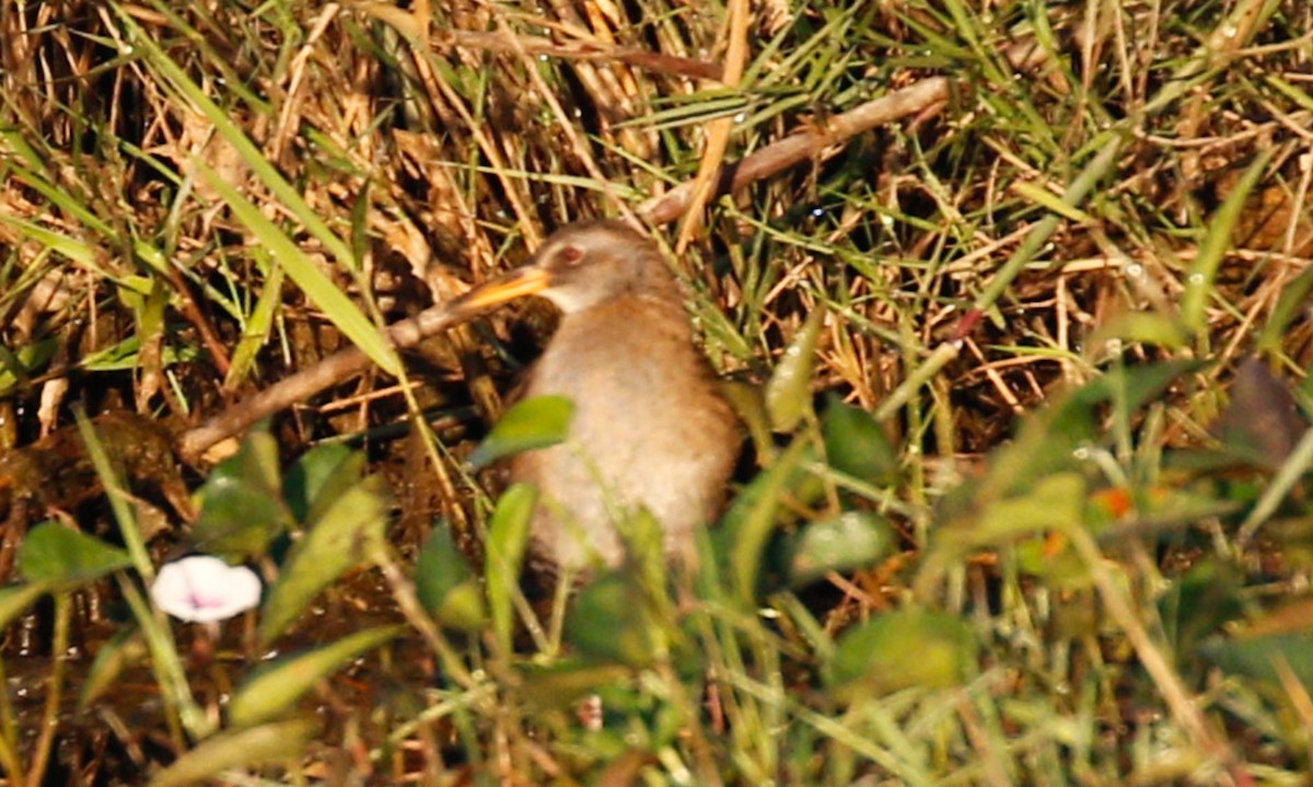 Brown-cheeked Rail - ML642098328
