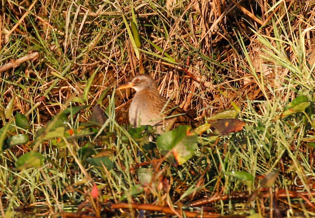 Brown-cheeked Rail - ML642098329