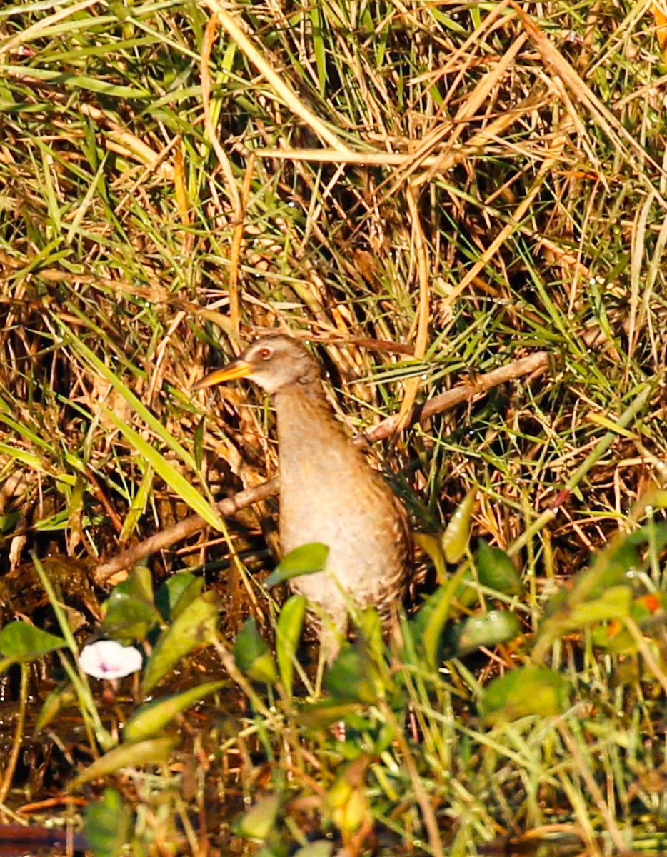 Brown-cheeked Rail - ML642098330