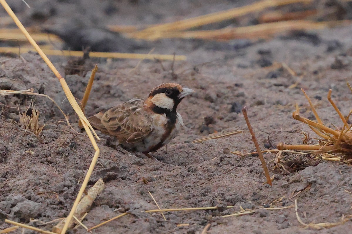 Fischer's Sparrow-Lark - ML642098331
