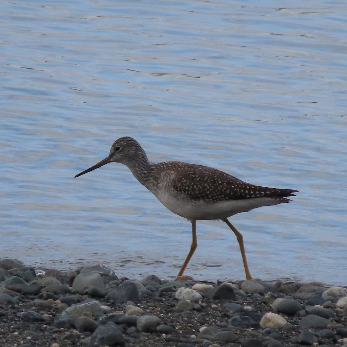 Greater Yellowlegs - ML642098332