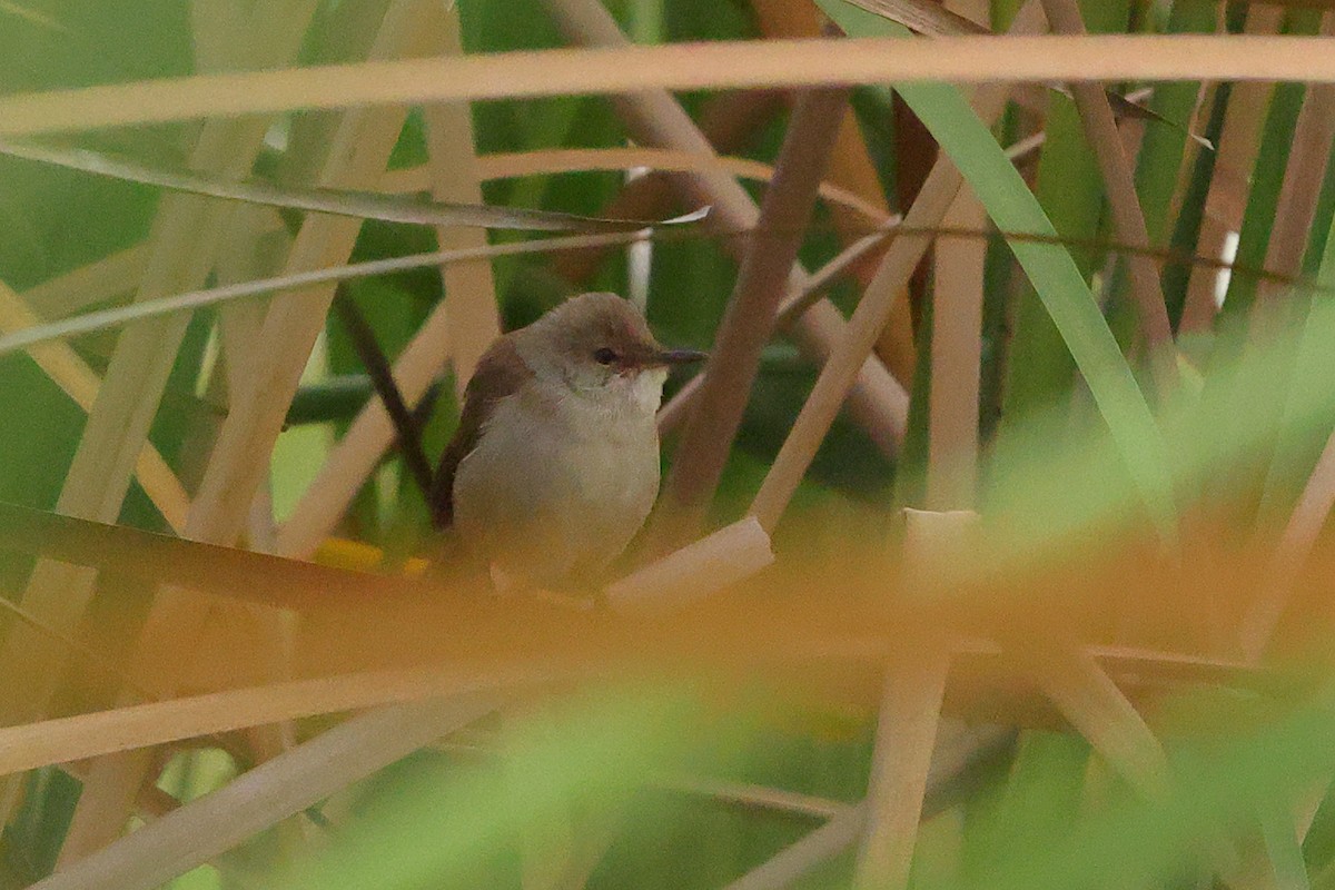 Lesser Swamp Warbler - ML642098333
