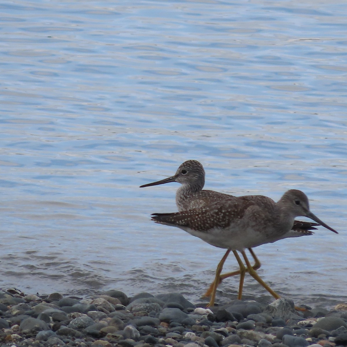 Greater Yellowlegs - ML642098334