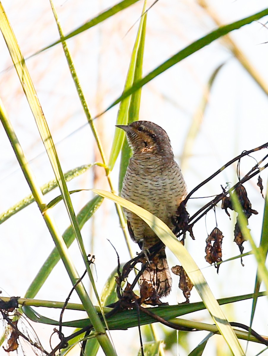 Eurasian Wryneck - ML642098369