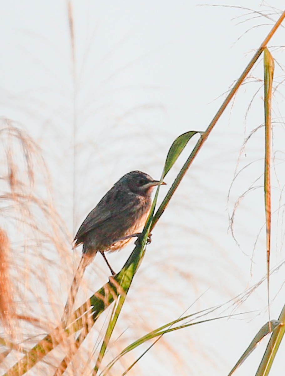 Striated Babbler - ML642098371