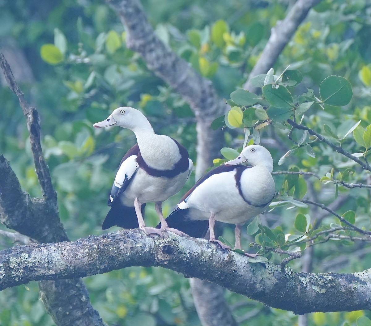 Radjah Shelduck - ML642098372