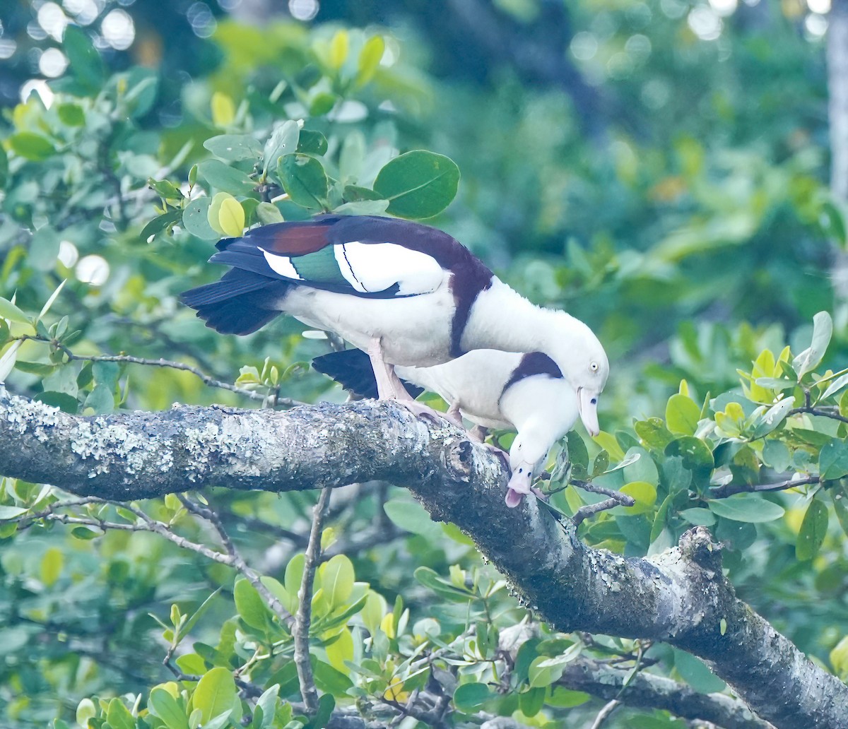 Radjah Shelduck - ML642098373