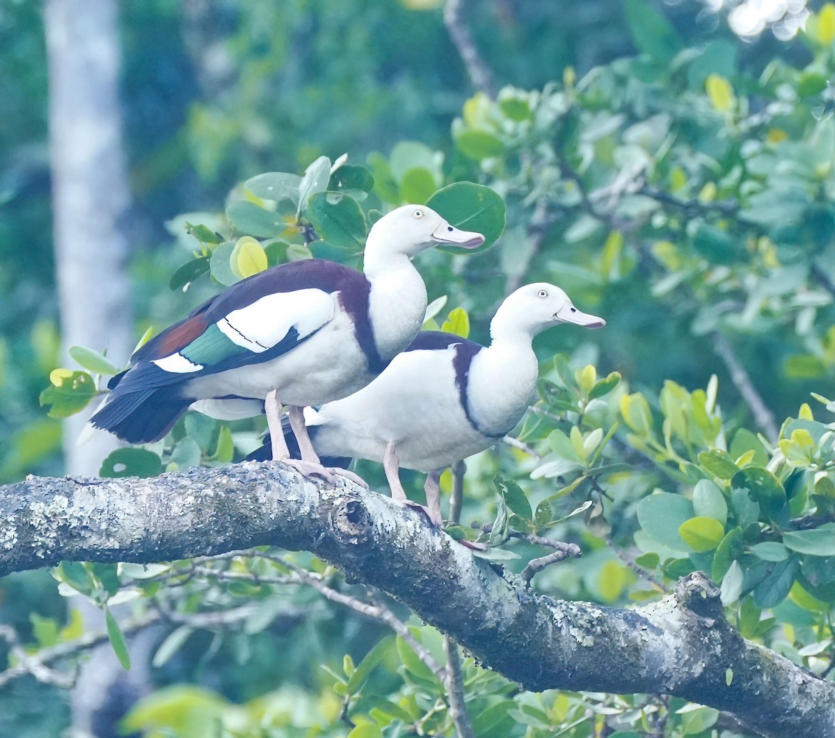Radjah Shelduck - ML642098374
