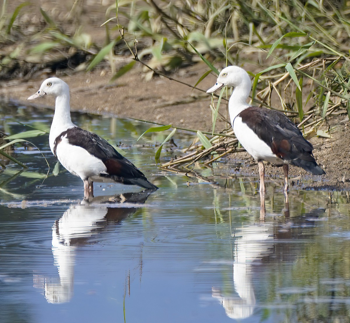 Radjah Shelduck - ML642098375