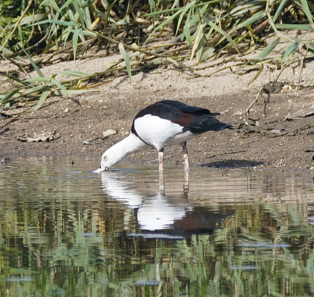 Radjah Shelduck - ML642098376