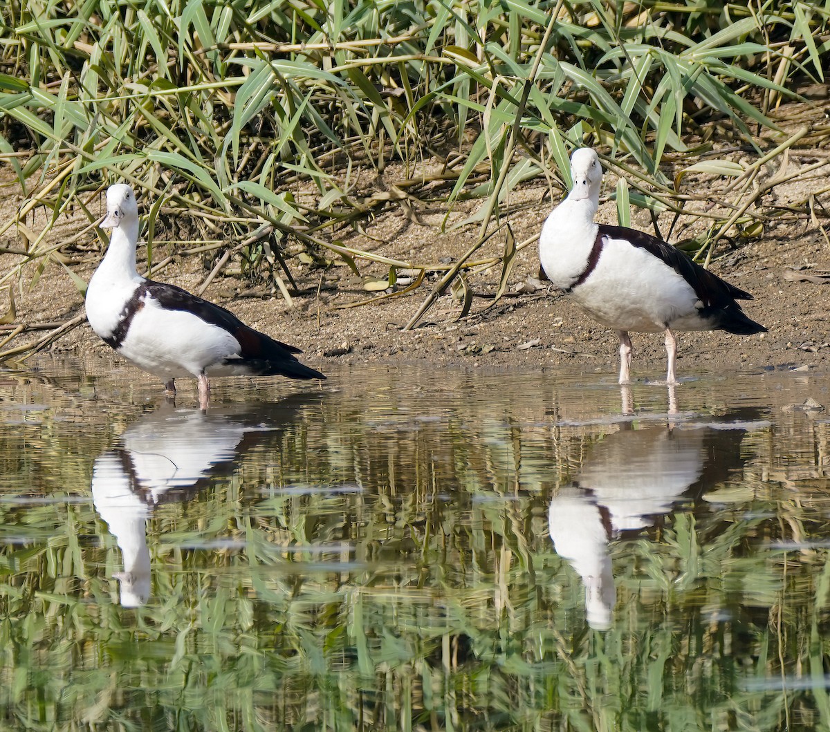 Radjah Shelduck - ML642098377