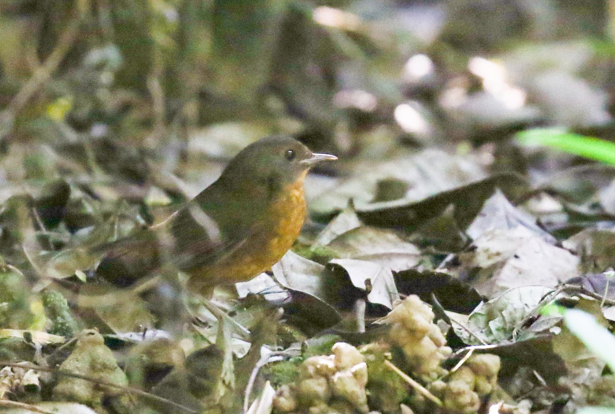 Rusty-bellied Shortwing - ML642098399