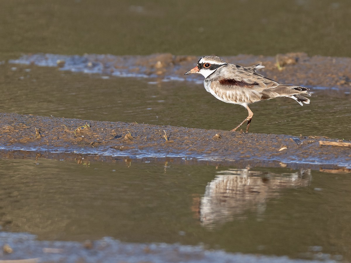Black-fronted Dotterel - ML642098402
