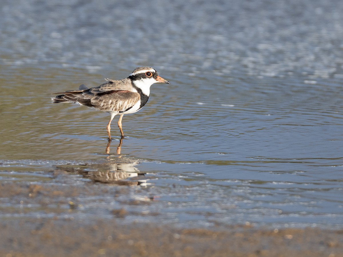 Black-fronted Dotterel - ML642098403