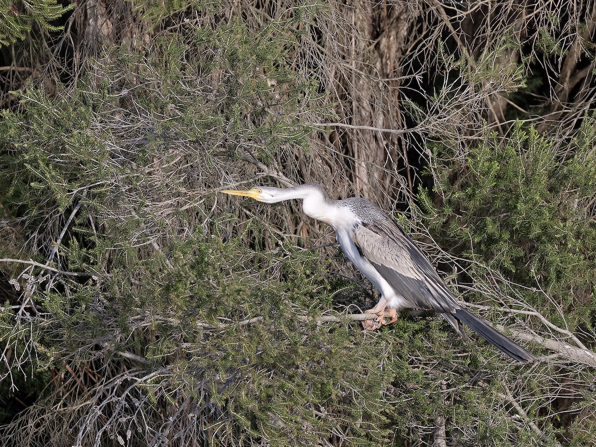 Australasian Darter - ML642098404