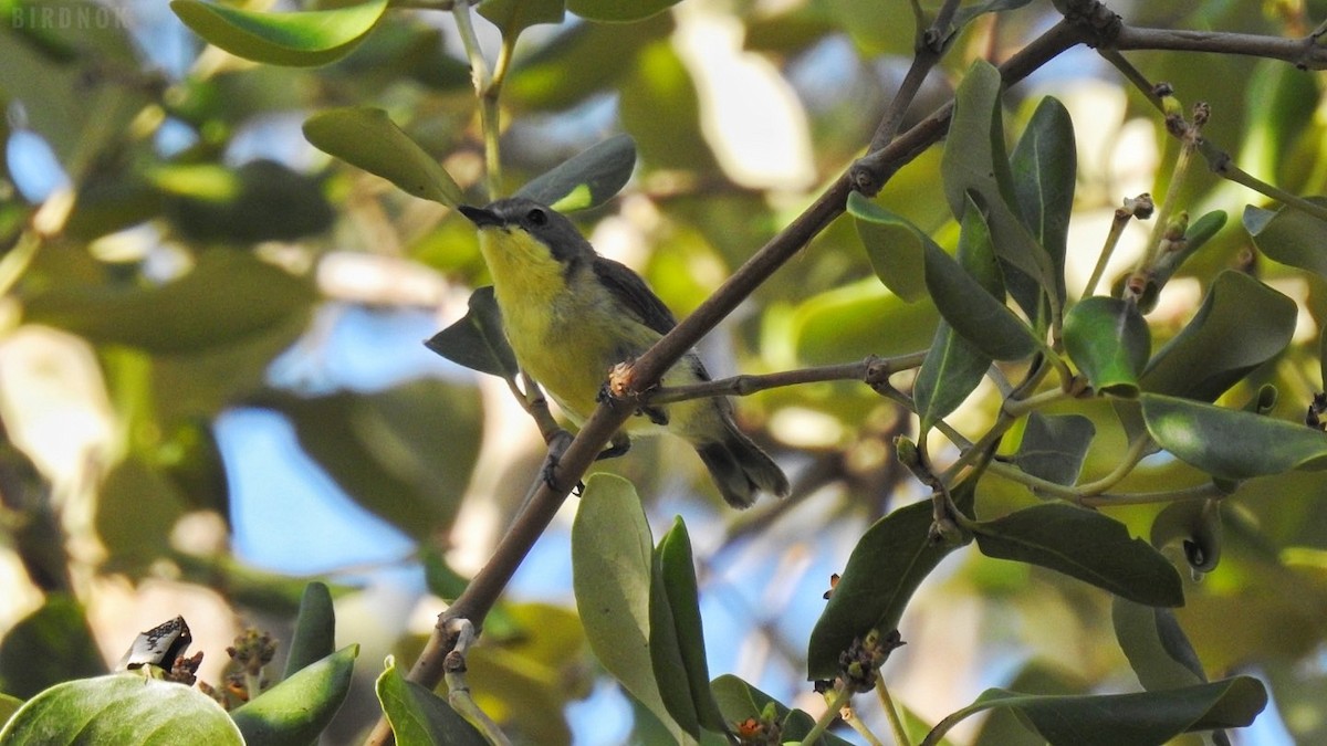 Golden-bellied Gerygone - ML642098406