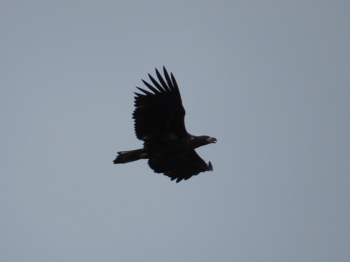 White-tailed Eagle - ML642098413