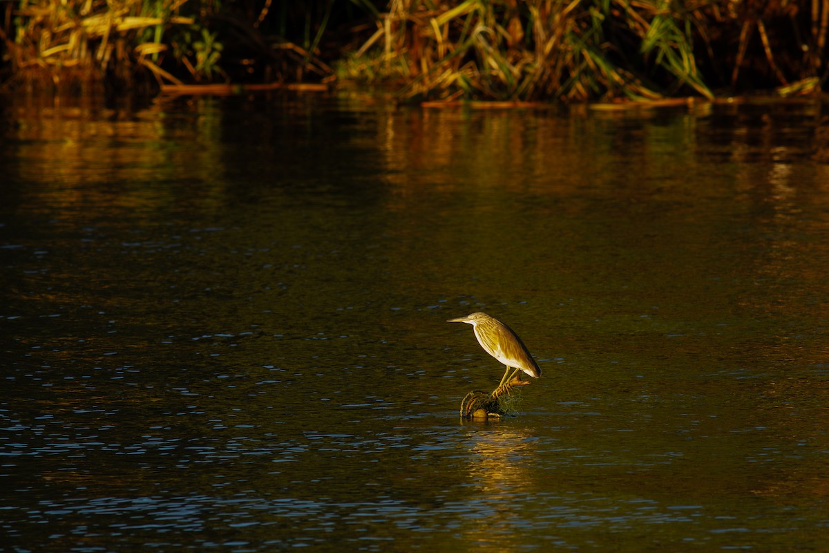 Squacco Heron - ML642098414