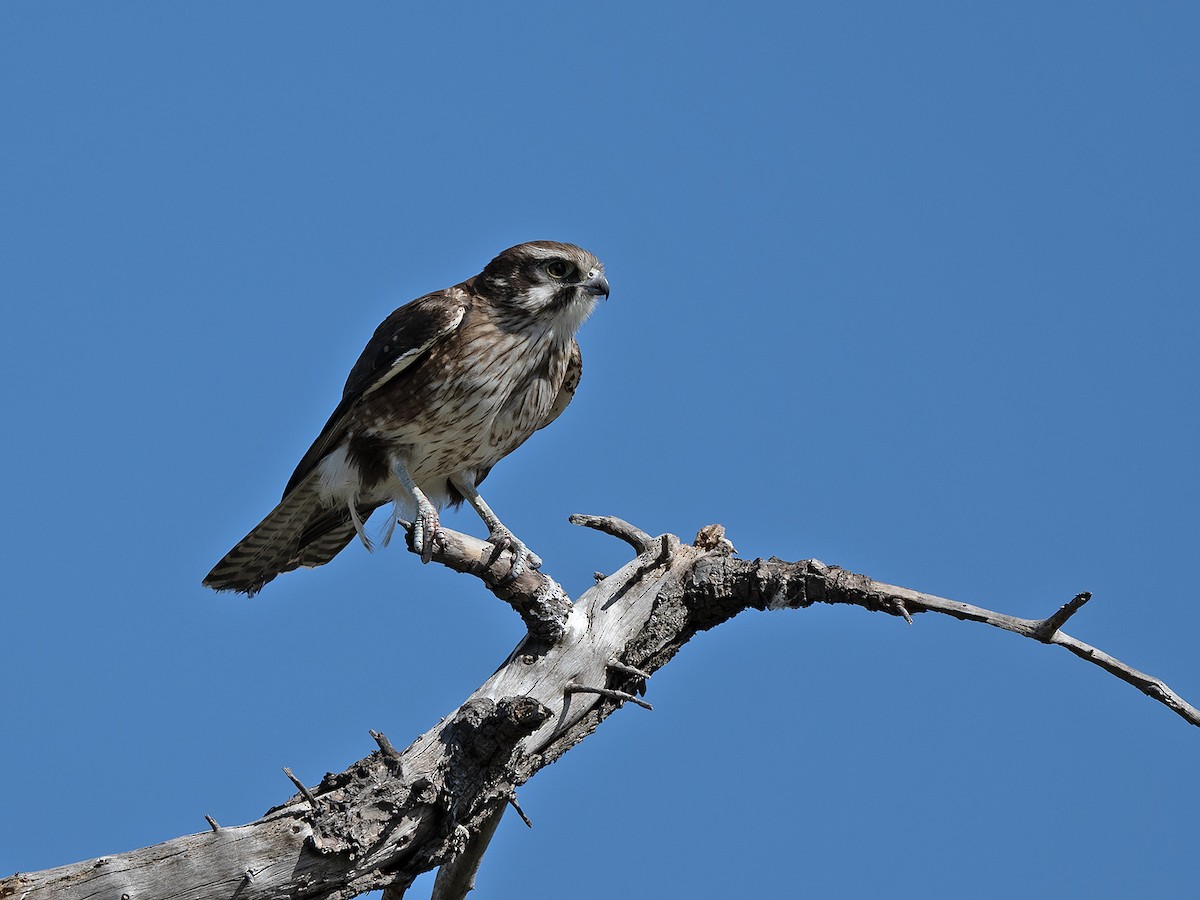 Brown Falcon - ML642098415