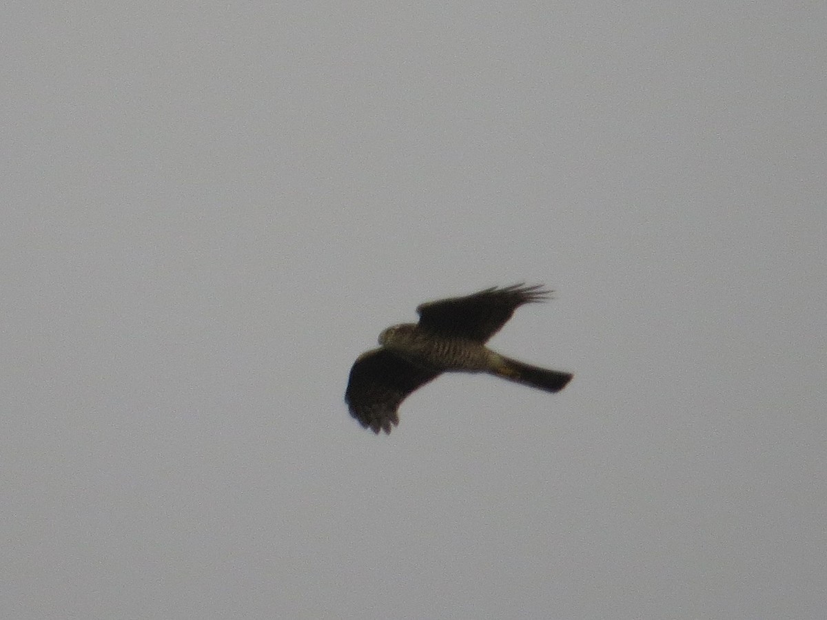 Eurasian Sparrowhawk - ML642098416