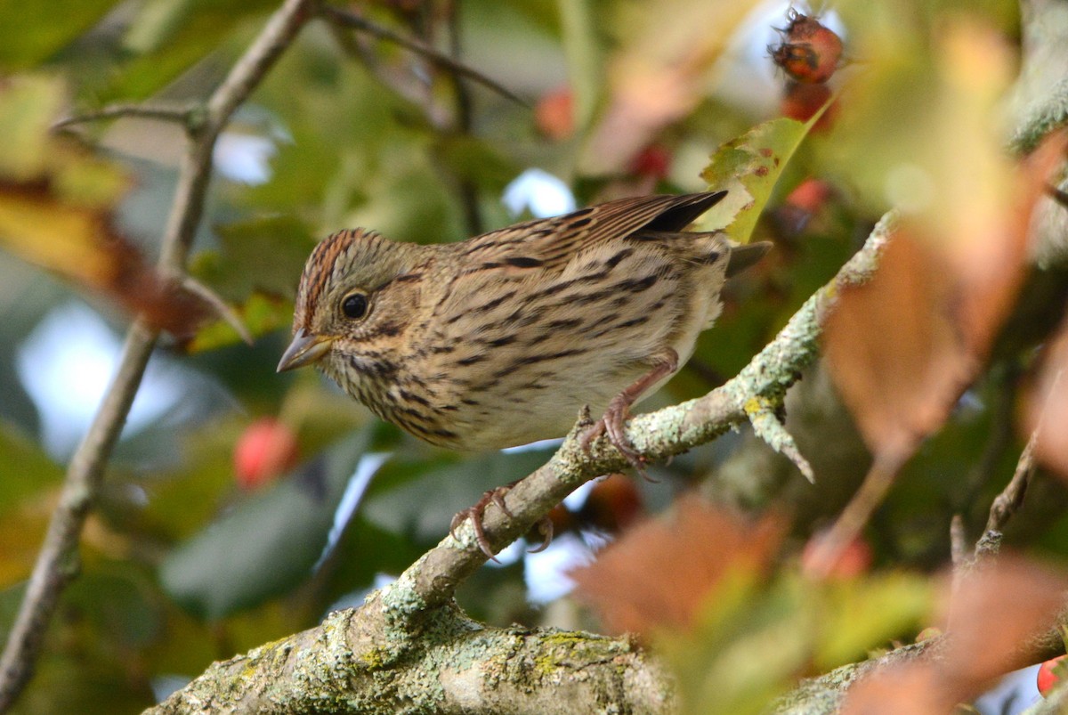 Lincoln's Sparrow - ML642098418