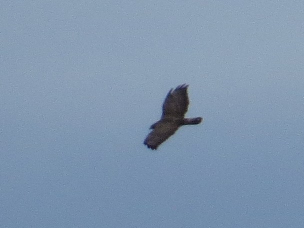 Common Buzzard - ML642098420
