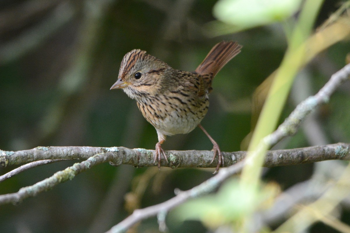 Lincoln's Sparrow - ML642098423
