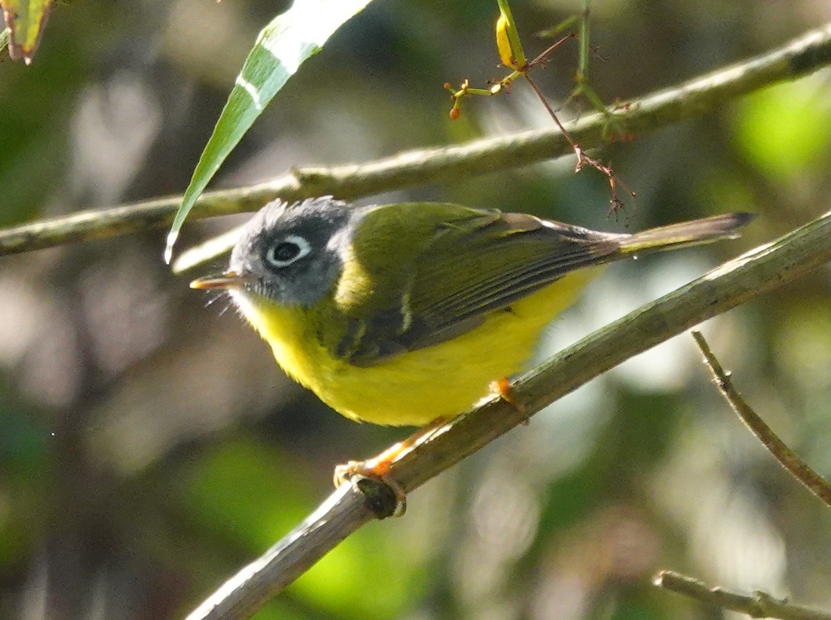 Gray-cheeked Warbler - ML642098464