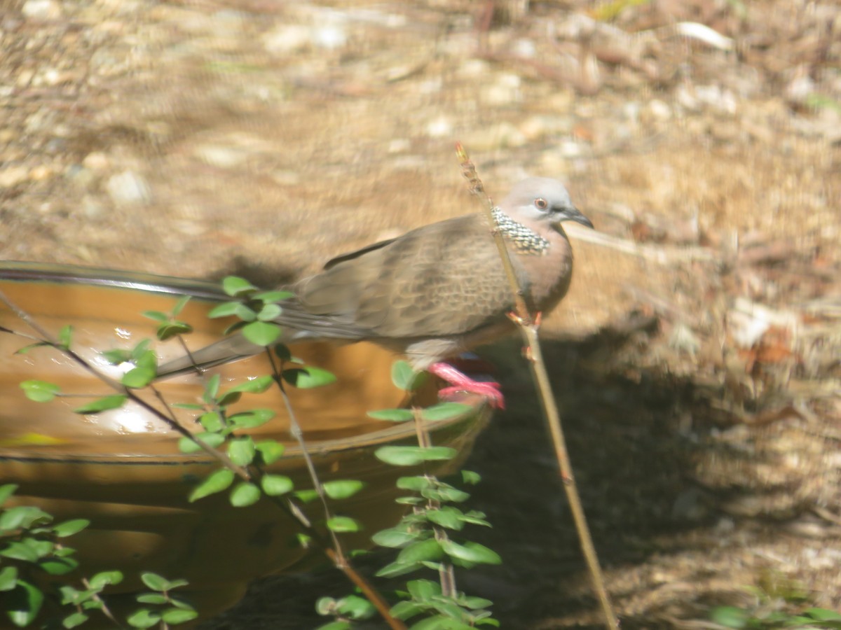 Spotted Dove - ML642098524
