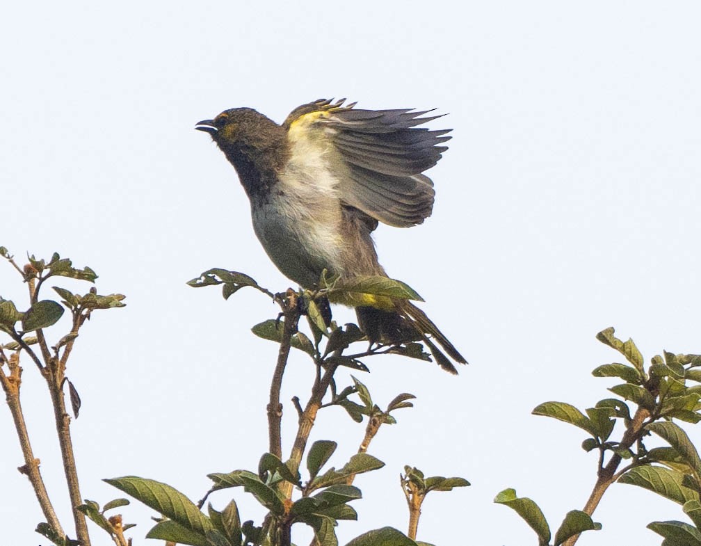 Orange-spotted Bulbul - ML642098525