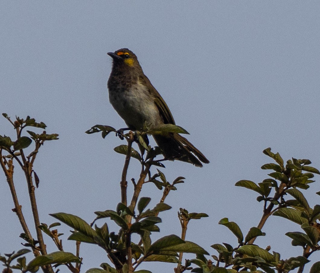 Orange-spotted Bulbul - ML642098559