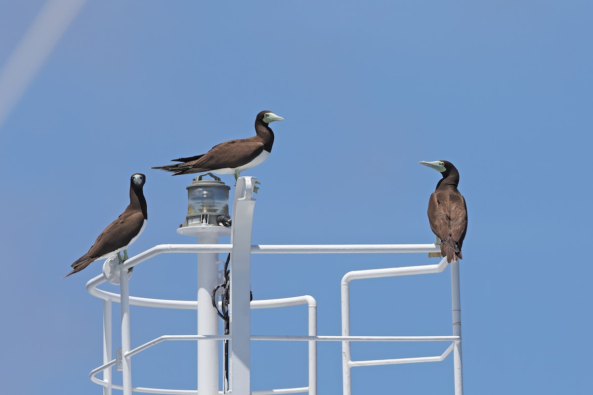 Weißbauchtölpel (plotus) - ML642098570
