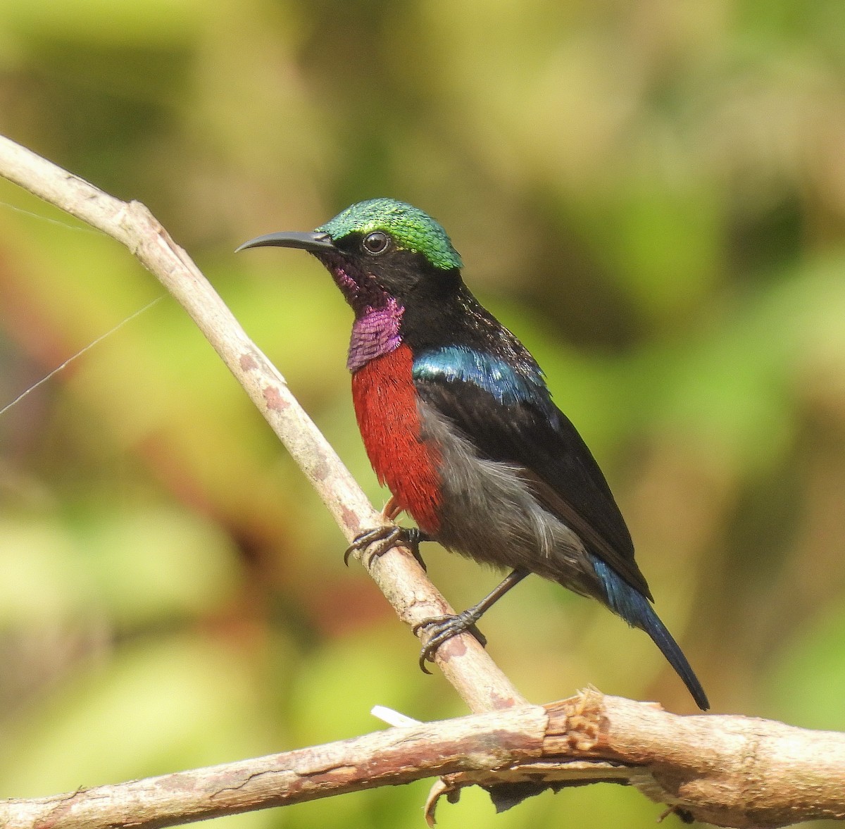 Blauglanz-Nektarvogel - ML642098577