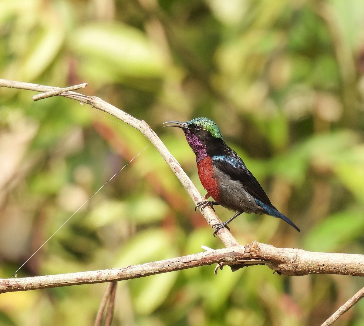 Blauglanz-Nektarvogel - ML642098578
