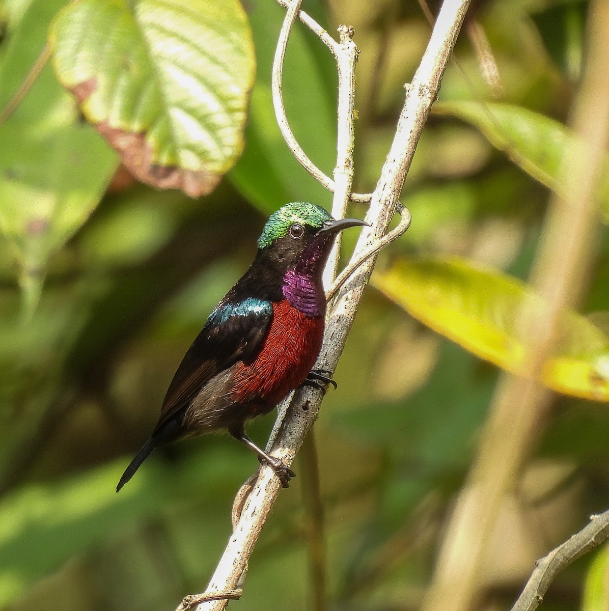 Blauglanz-Nektarvogel - ML642098579